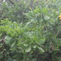 Gardenia fosbergii Tirveng.